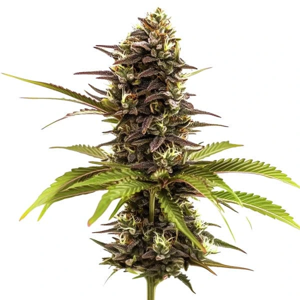 Close-up of a Sleepy Joe Strain cannabis plant with purple buds and green leaves.