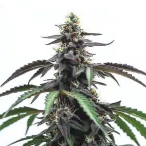 Head Band cannabis buds with earthy green tones and a trichome-rich coating.