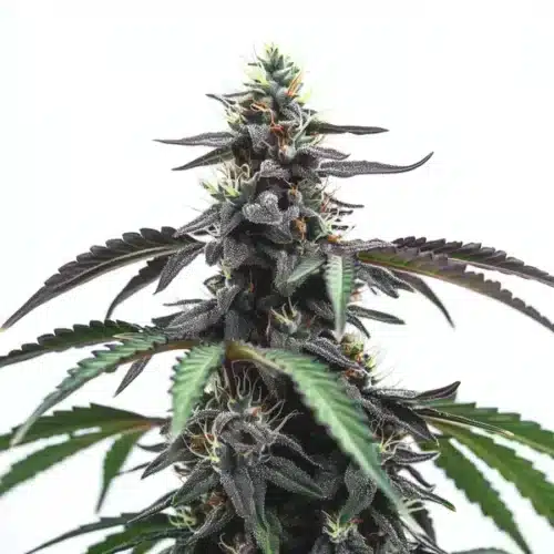 Head Band cannabis buds with earthy green tones and a trichome-rich coating.