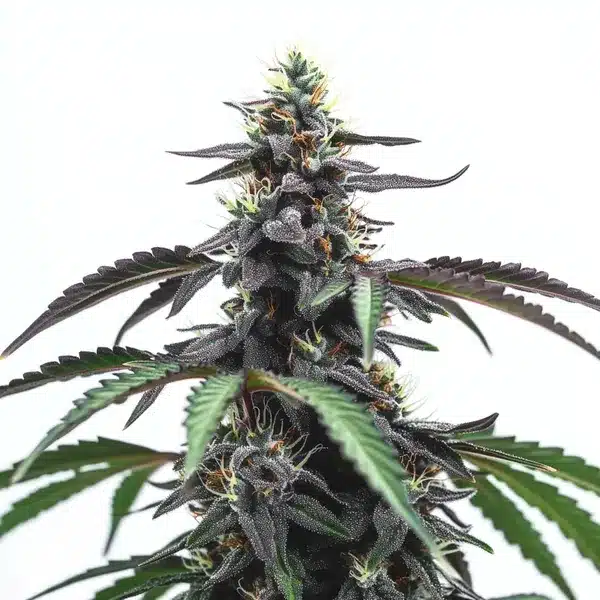 Head Band cannabis buds with earthy green tones and a trichome-rich coating.
