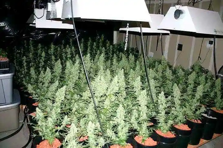 Switching to greenhouse or outdoor cultivation
