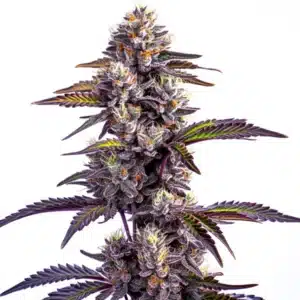 Blueberry Moonrocks Auto Cannabis Pflanze mit dichten lila und grünen Blüten und Blättern.