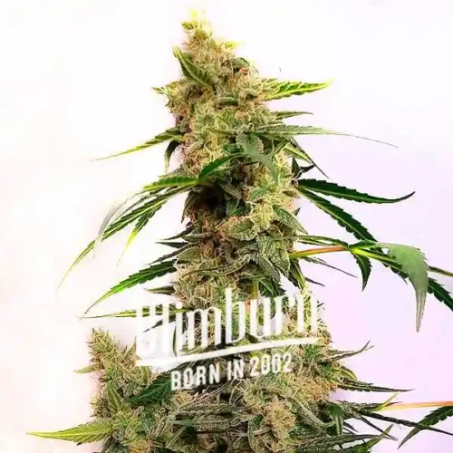 Cherry Ak Auto