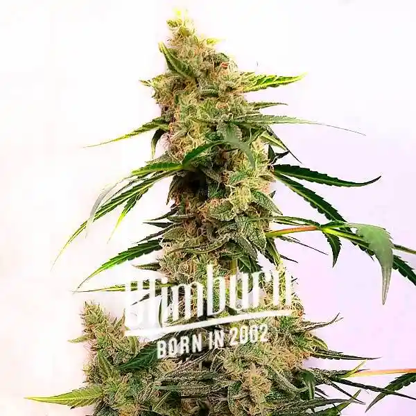 Cherry Ak Auto