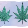 Indica vs Sativa