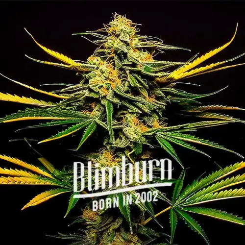 Lemon Jack Autoflower