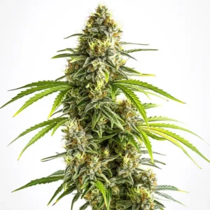 Tall lime green cannabis bud with resinous coating, showcasing the Sativa Dream strain.