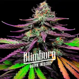 Shiskaberry Autoflower