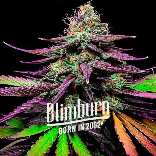 Shiskaberry Autoflower
