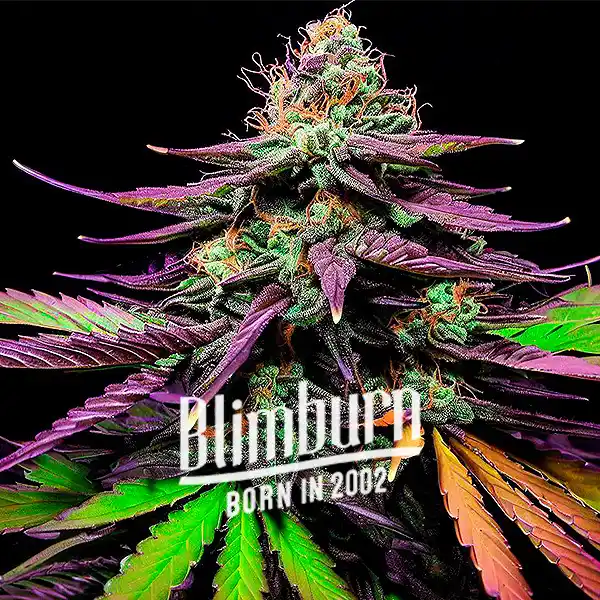 Shiskaberry Autoflower