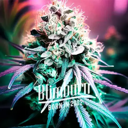 Shiskaberry Cookies