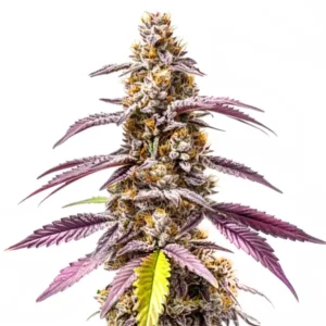Strawberry Haze Autoflower F1 cannabis plant with frosty buds and sweet aroma