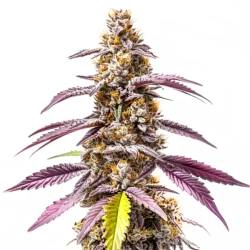 Strawberry Haze Autoflower F1 cannabis plant with frosty buds and sweet aroma