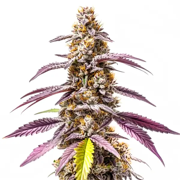 Strawberry Haze Autoflower F1 cannabis plant with frosty buds and sweet aroma