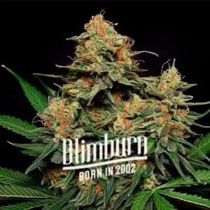 Zkittlez Tangie Power Autoflower