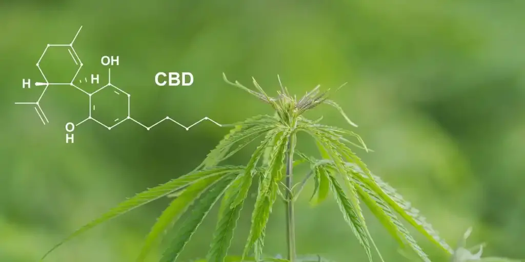 CBD photo cover