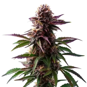 The Gelato x Purple Punch Autoflower F1 cannabis plant with purple buds and frosty trichomes.
