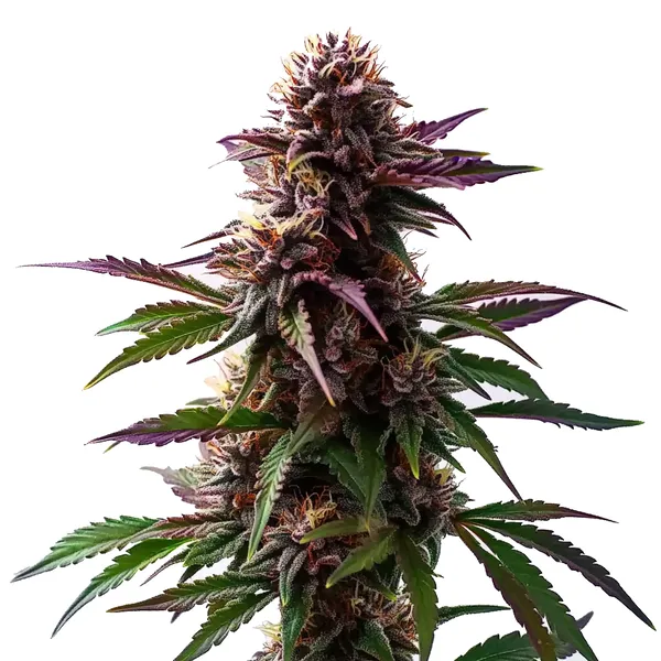 The Gelato x Purple Punch Autoflower F1 cannabis plant with purple buds and frosty trichomes.