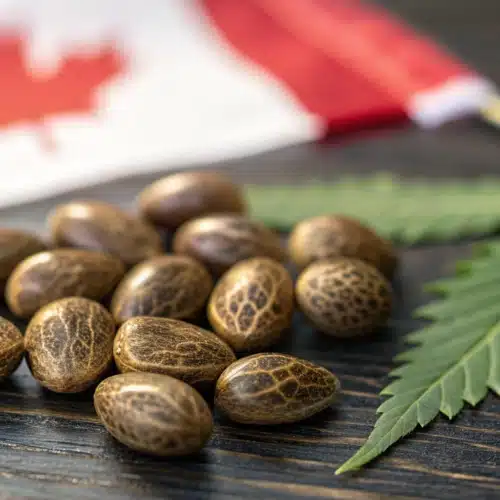 Cannabis seeds on a dark wooden surface with a Canadian flag and a cannabis leaf in the background.