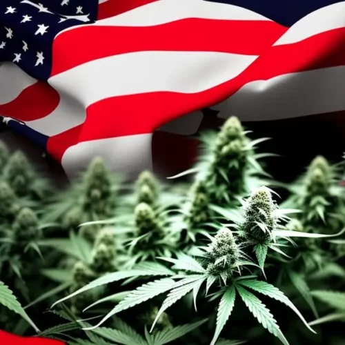 Are Cannabis Seeds Legal in the USA