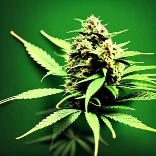 Future 1 Strain