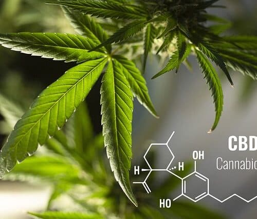 High CBD Strains 2023