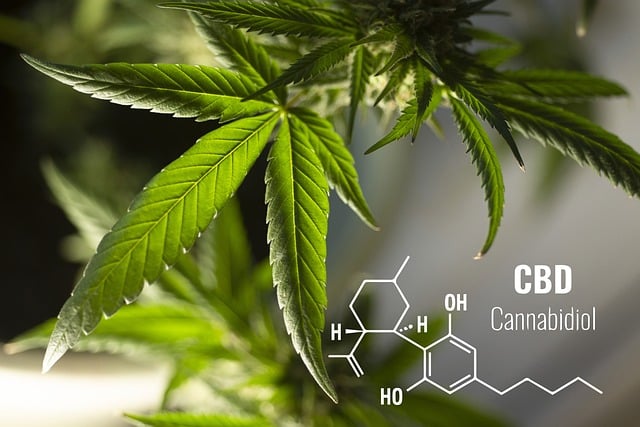 High CBD Strains 2023