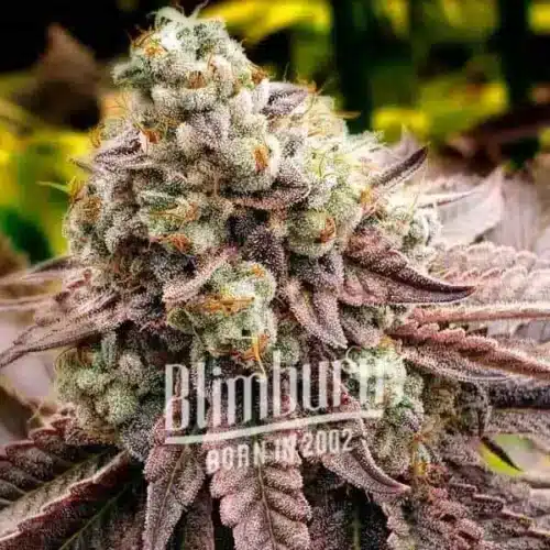 How To Grow Motor Breath Strain