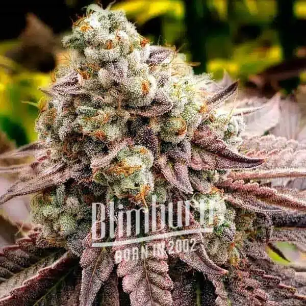 How To Grow Motor Breath Strain