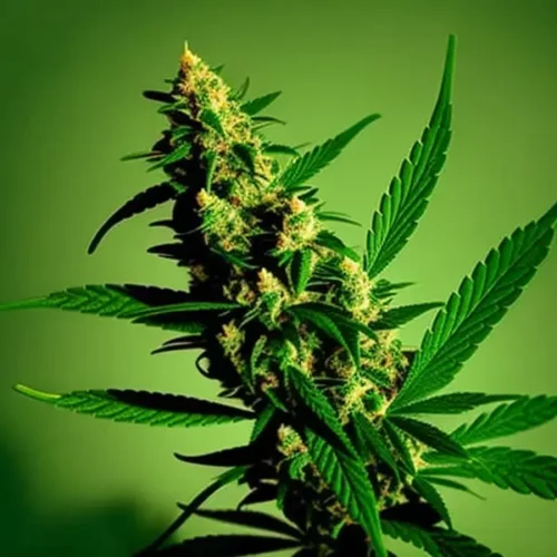How to grow weed