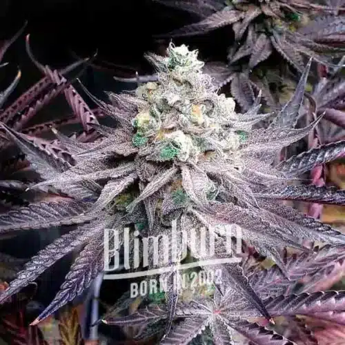 Peanut Butter Breath How To Grow