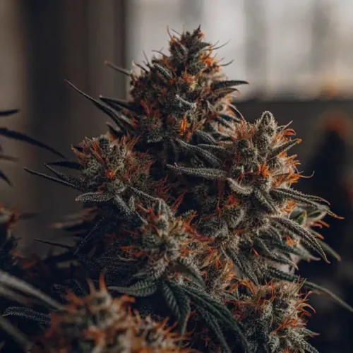 Close-up of Forbidden Fruit cannabis buds with orange pistils and frosty trichomes against a dark background.