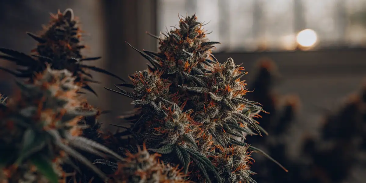  Close-up of Forbidden Fruit cannabis buds with orange pistils and frosty trichomes against a dark background.