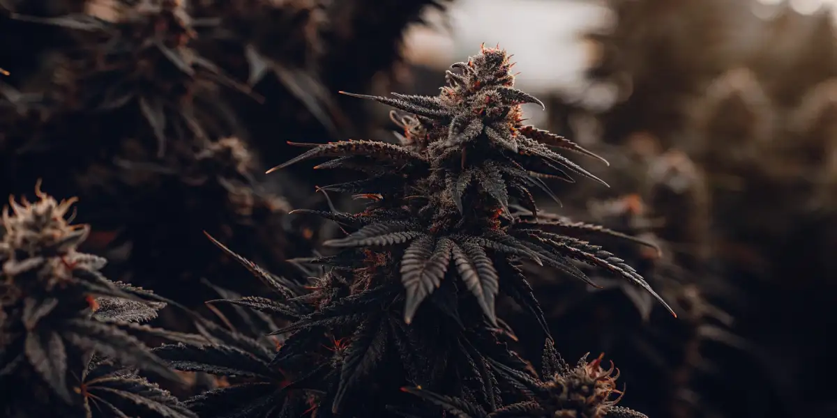 Forbidden Fruit cannabis plant with resin-coated buds and dark leaves in a growing environment.
