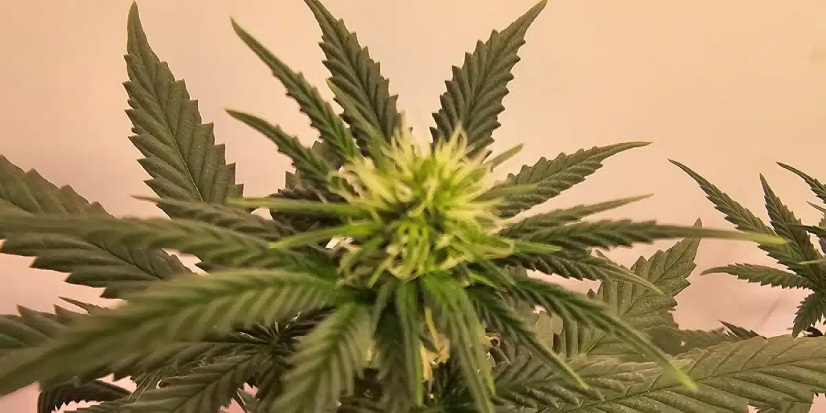 GMO Weed Strain Flowering