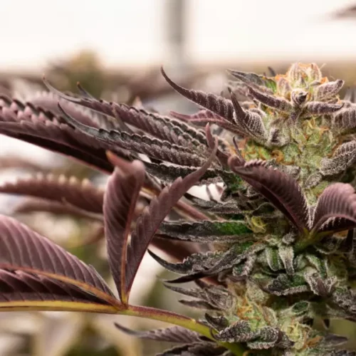 Gelato Cannabis Strain
