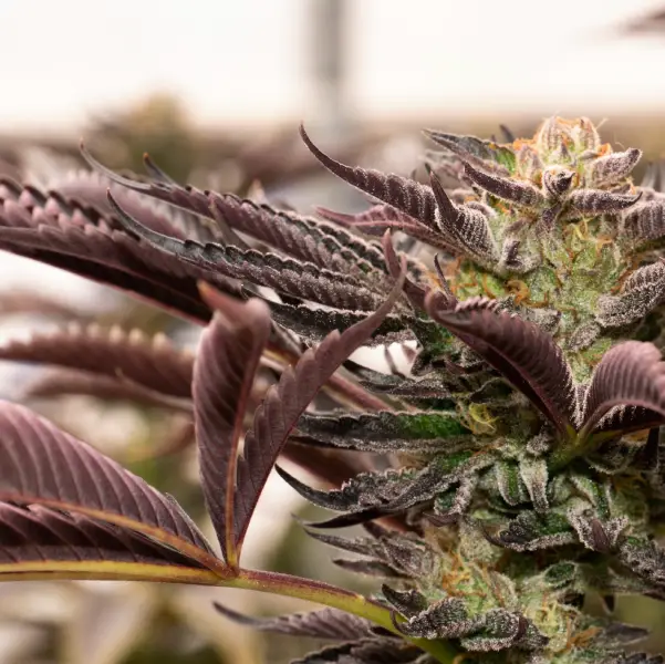 Gelato Cannabis Strain