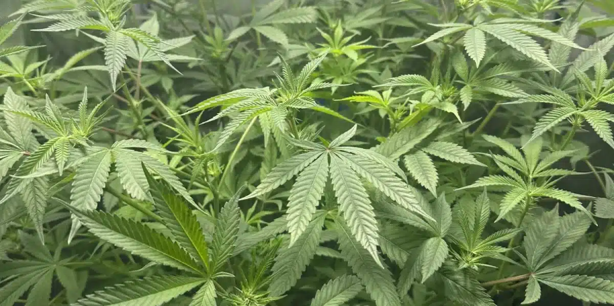 Granddaddy Purple cannabis plants with lush foliage in pre-flowering phase indoors.