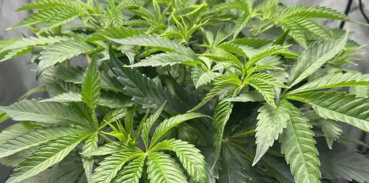 Healthy Granddaddy Purple plant in early vegetative stage with vibrant green leaves
