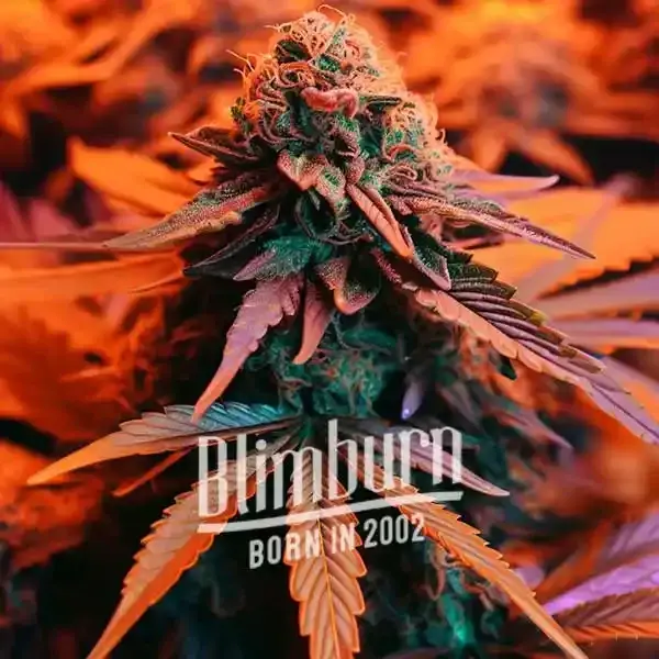 How To Grow Hell's Fire strain