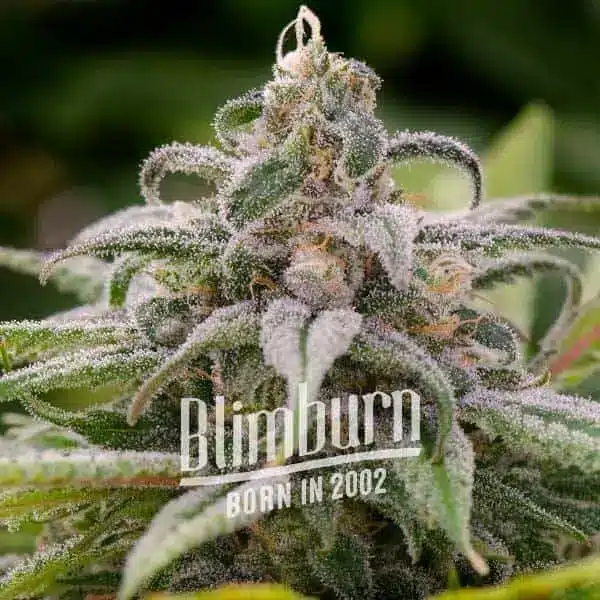 How To Grow Maui wowie