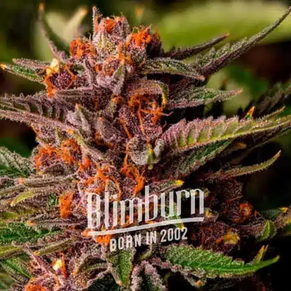 How To Grow Wedding Cake x Forbiden Fruit Strain