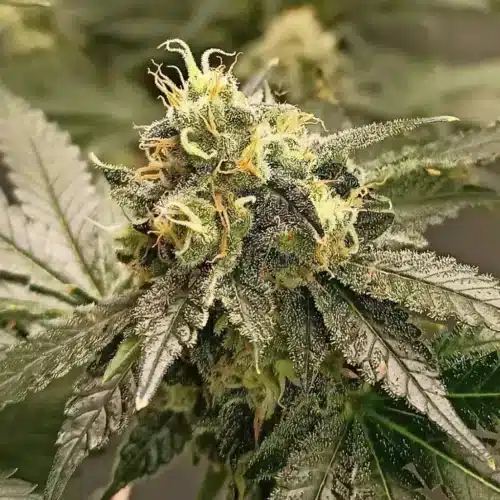 Reeze McFlurry Strain dense trichome-covered buds