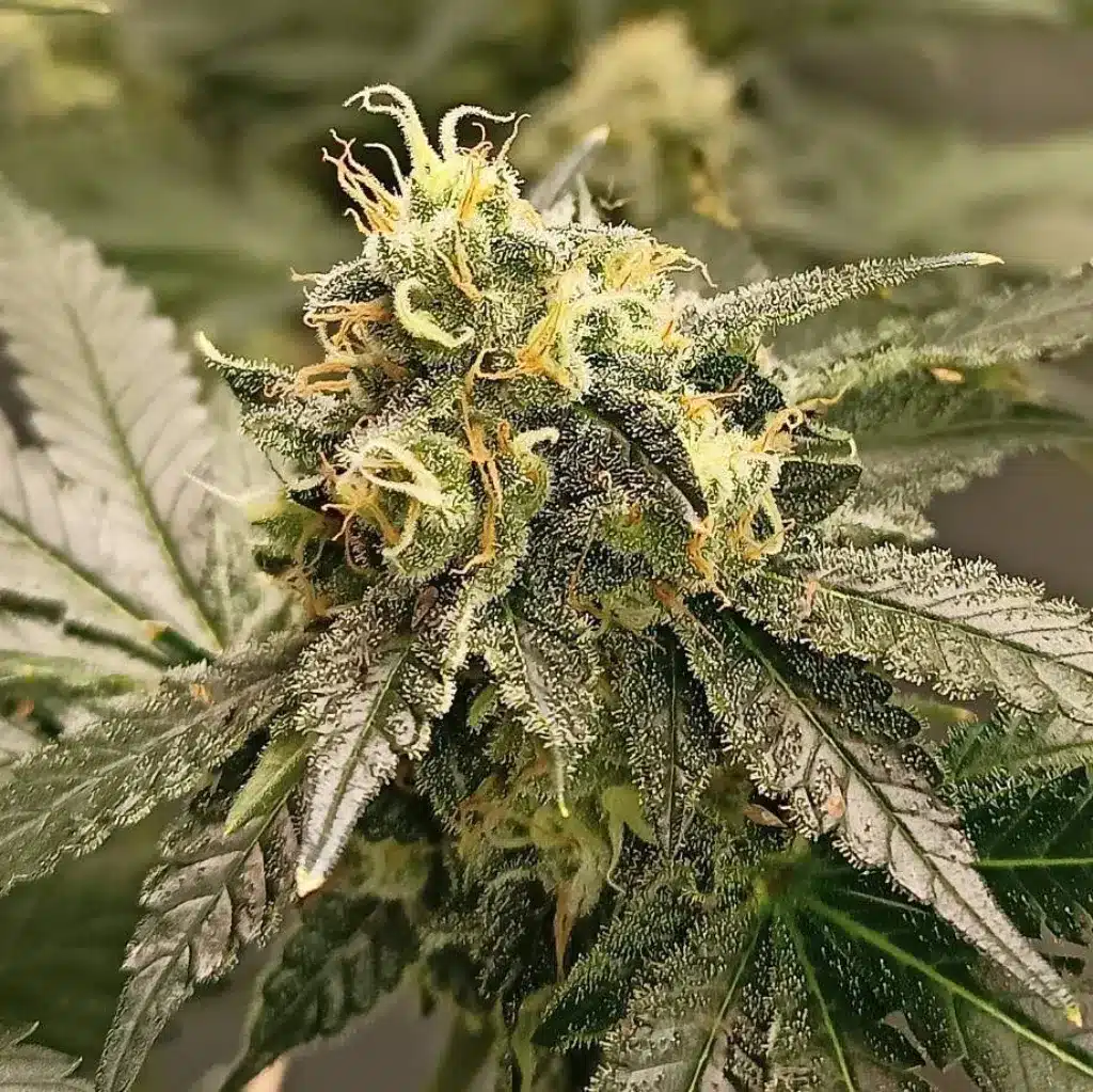 Reeze McFlurry Strain dense trichome-covered buds