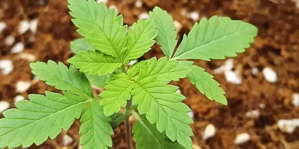 Close-up of Reeze McFlurry Strain cannabis seeds