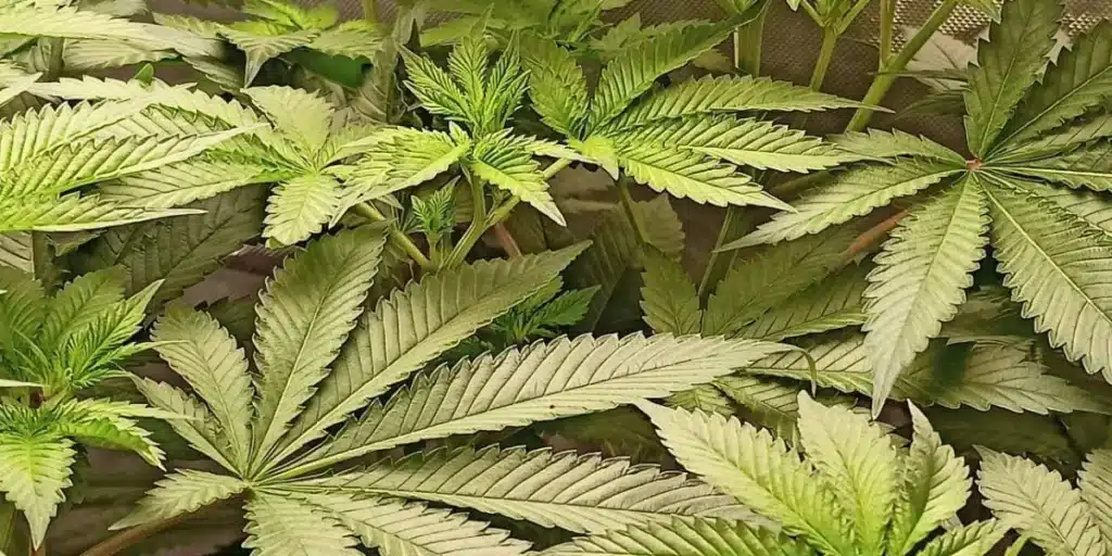 Reeze McFlurry Strain indoor vegetative growth under LED lights