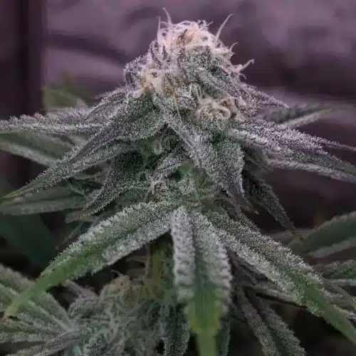 Frosty Slurricane Strain buds covered in trichomes, showing dense resin production.