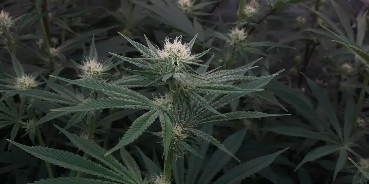 Slurricane Strain cannabis plant in early flowering stage with dense foliage and white pistils.