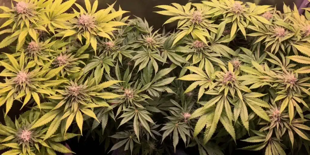 White Widow Buds
