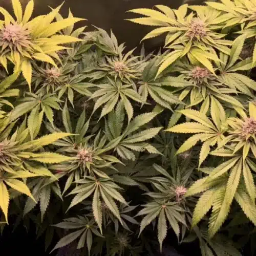White Widow Buds